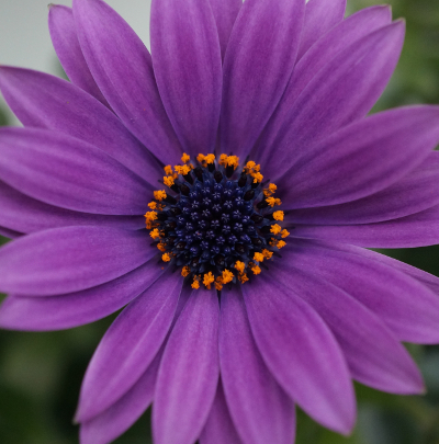Gerbera, foto, natuurfotografie, paars, keukenhof, print