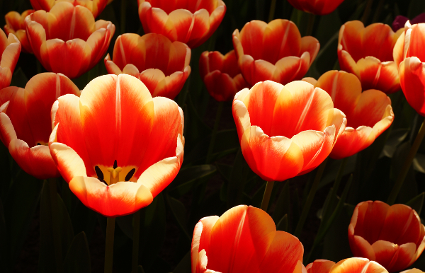 tulpen, keukenhof, zonlicht, rode tulpen, doorschijnend, fotografie, foto, natuur, bloemen