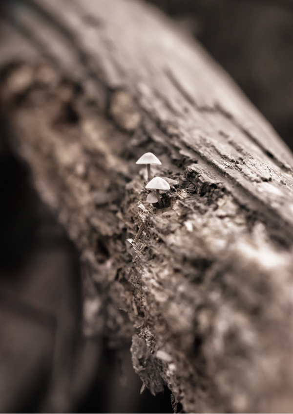 Foto met een bruinige kleur van een boomstam, waarop twee hele kleine paddenstoeltjes groeien.