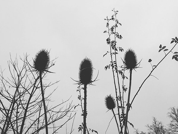 smartphonefotografie, grijs, zwart-wit, fotografie, smartphone, iphone, distels, grauw, winter, lucht