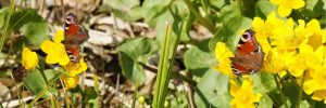 park, vlinders, dagpauwoog, botter, gele bloemen, natuurfotografie