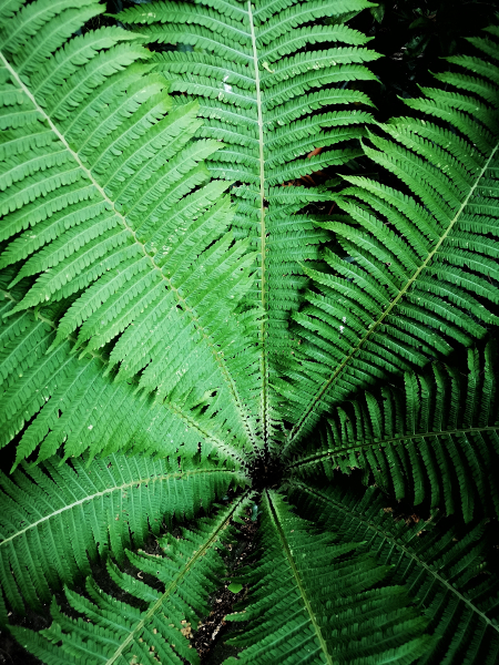 Oude Hortus, Utrecht, Huawei P20 Pro, smartphonefotografie, varen, groen